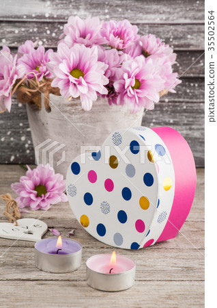 Pink chrysanthemum in concrete pot with gift Pink chrysanthemum in concrete pot with gift 35502564