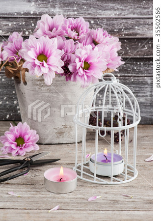 Pink chrysanthemum in concrete pot with scissors Pink chrysanthemum in concrete pot with scissors 35502566