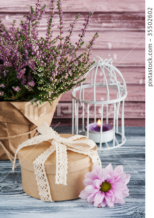 Pink heather in pot, gift box with lace bow 35502602