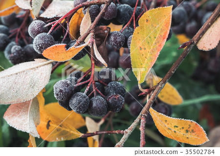 Chokeberry covered with hoarfrost Chokeberry covered with hoarfrost 35502784