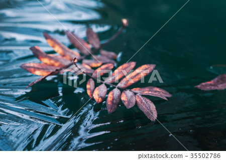 Fallen red rowan tree leaves on thin ice Fallen red rowan tree leaves on thin ice 35502786
