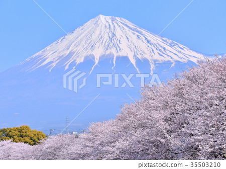 Cherry blossom and fuji mountain-223 718 Cherry blossom and fuji mountain-223 718 35503210
