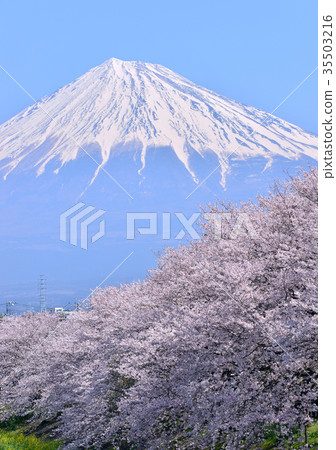 Cherry blossoms and Mt. Fuji-223725 35503216