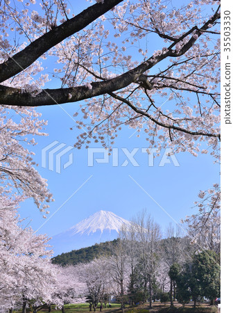 Spring scenery from Iwamotoyama Park-223672 35503330