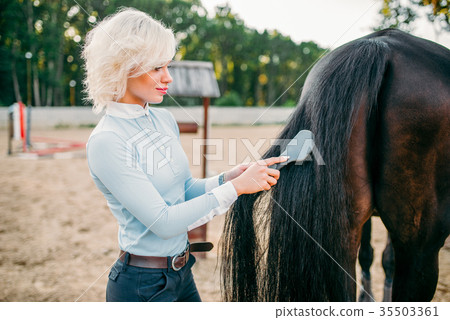 Young woman combing the tail of the horse Young woman combing the tail of the horse 35503361