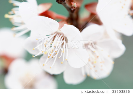 Apricot tree blossoms Apricot tree blossoms 35503826