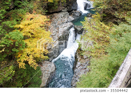 Autumn leaves of the Mitarai valley Autumn leaves of the Mitarai valley 35504442
