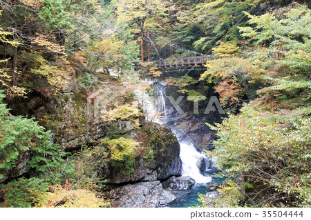Autumn leaves of the Mitarai valley Autumn leaves of the Mitarai valley 35504444