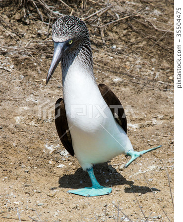 Booby dancing 35504475