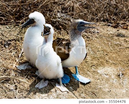 Three Blue-footed Boobies 35504476