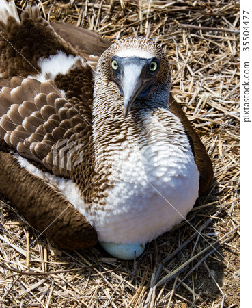 Blue Footed Booby Sitting on Egg 35504477