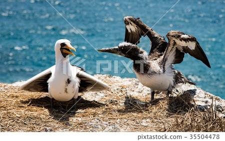 Blue footed booby baby learning to fly 35504478