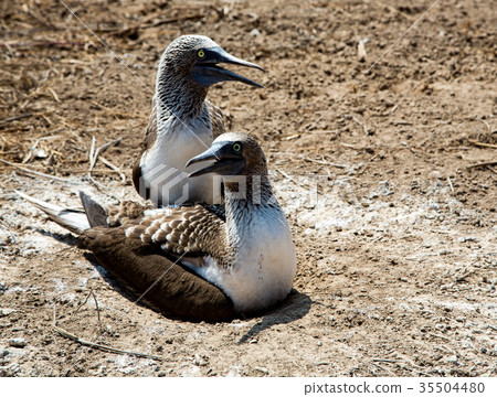 Two adult blue footed babies protect their nest 35504480