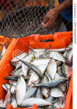 Fisherman's catch Fisherman's catch 35504523