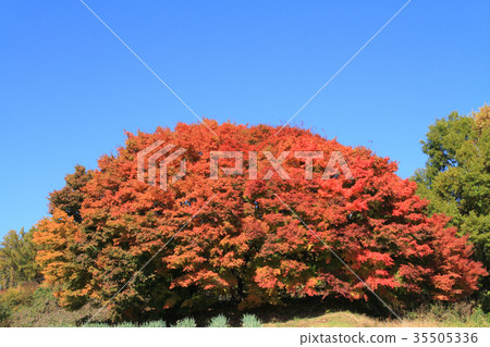 Big maple leaves 35505336