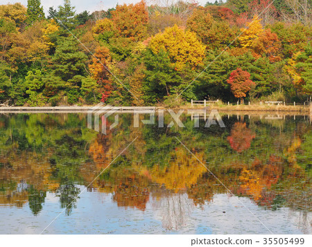 Autumn leaves of Noriyama Autumn leaves of Noriyama 35505499