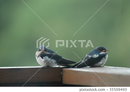 Swallows baby face 35509493