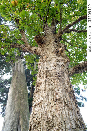 Old tree of Mizunara and Hiba Akita Prefecture Old tree of Mizunara and Hiba Akita Prefecture 35509500