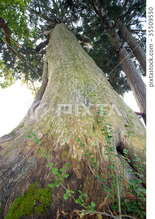 Hiba old wood Akita Hiba old wood Akita 35509550