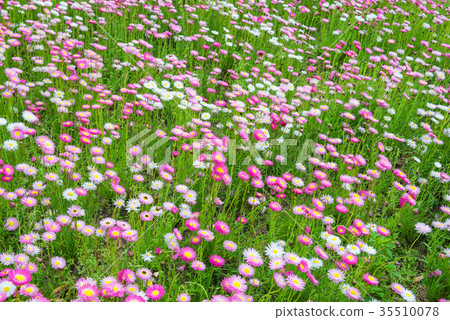 Beautiful blooming green meadow with flowers Beautiful blooming green meadow with flowers 35510078