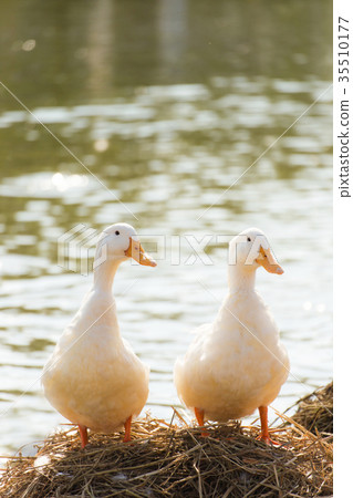 White ducks stand next to a pond or lake  35510177