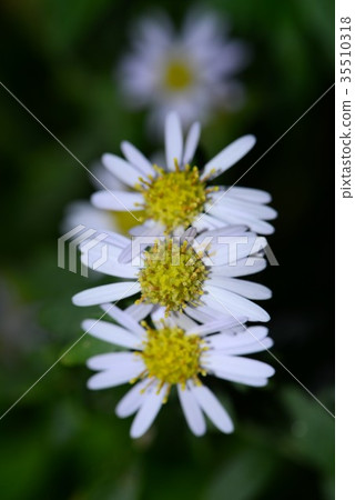 White wildchuck 35510318