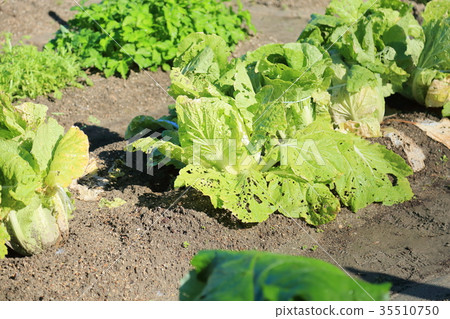 大白菜 大白菜 35510750
