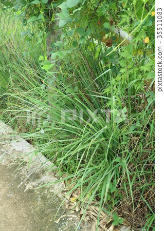 Wild lemongrass Wild lemongrass 35511083