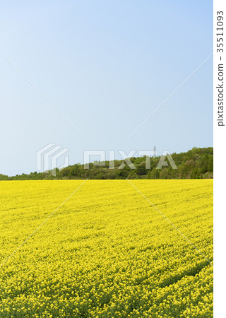 Rape blossoms (Hokkaido Anping) 35511093