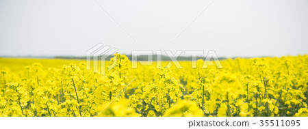 Rape blossoms (Hokkaido Anping) Rape blossoms (Hokkaido Anping) 35511095