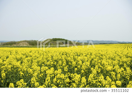 Rape blossoms (Hokkaido Anping) 35511102