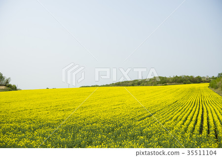 Rape blossoms (Hokkaido Anping) Rape blossoms (Hokkaido Anping) 35511104