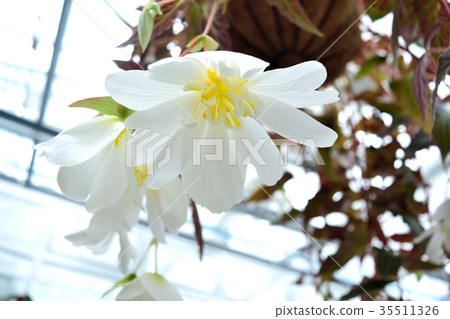 秋海棠白花垂懸的大農場主 35511326