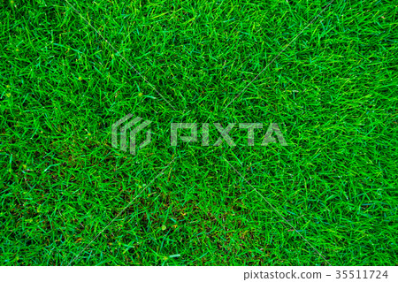 Green grass land texture 35511724