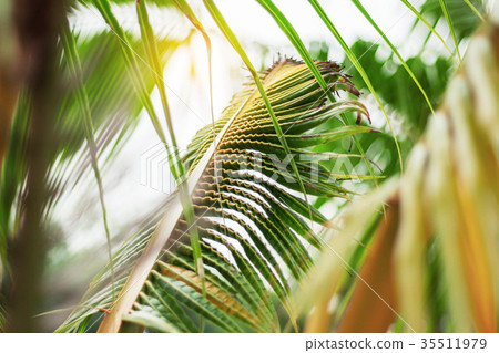 Coconut leaf at sky. Coconut leaf at sky. 35511979