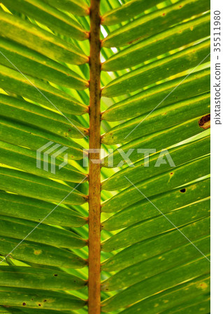 Coconut leaf of background. Coconut leaf of background. 35511980