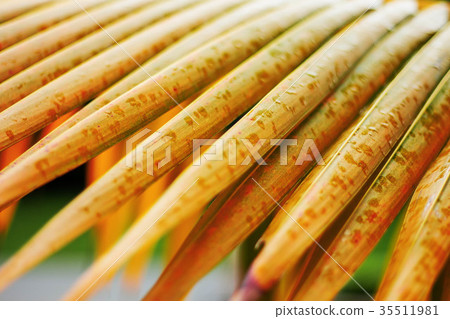 Coconut leaf of coloring. 35511981