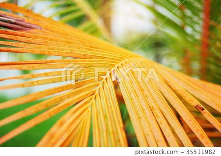 Coconut leaf with sunlight. Coconut leaf with sunlight. 35511982