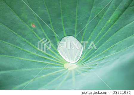 drops on lotus leaves of background. drops on lotus leaves of background. 35511985
