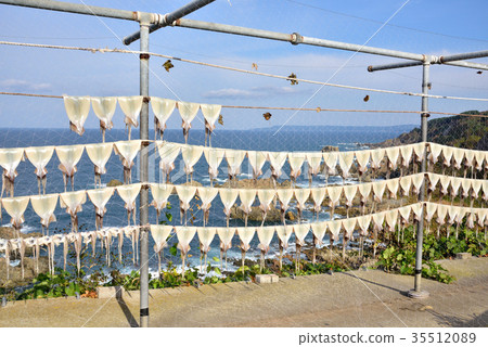 Aomori Fukaura-cho Ohma-Koshi Coast Squid sun-dried 35512089