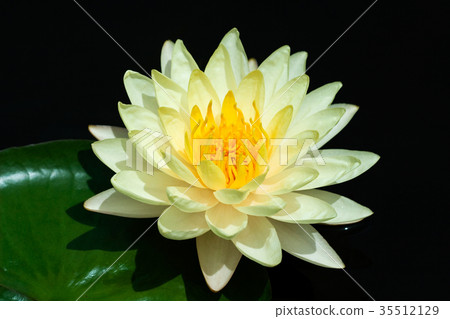 Yellow Water Lily 35512129