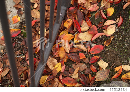 Autumn leaves fallen leaves 35512384