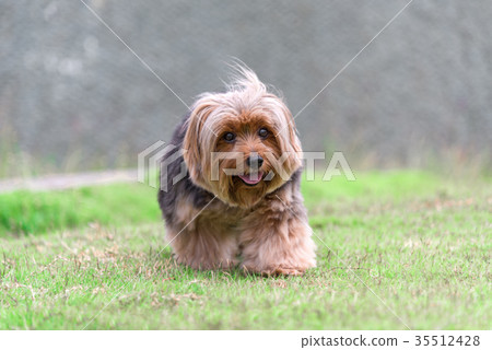 Yorkshire Terrier walking on the grass. Yorkshire Terrier walking on the grass. 35512428