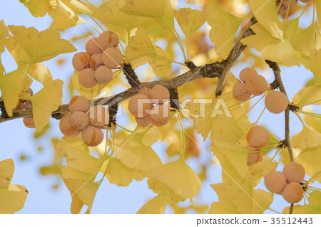 Ginkgo Tree Autumn Leaves and Ginnan Ginkgo Tree Autumn Leaves and Ginnan 35512443