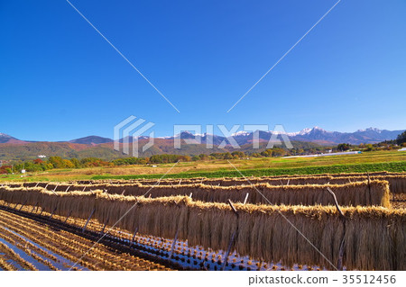 大米陰霾 大米陰霾 35512456