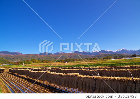 大米陰霾 35512458