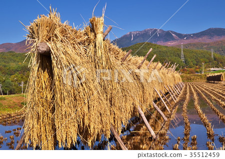 大米陰霾 35512459