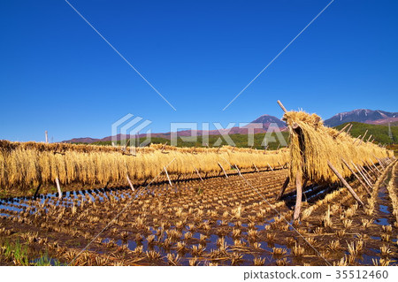 大米陰霾 35512460