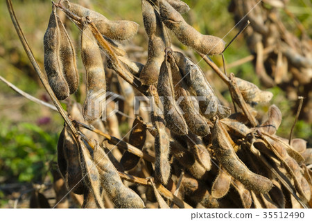 Black soybean dried in the field 35512490