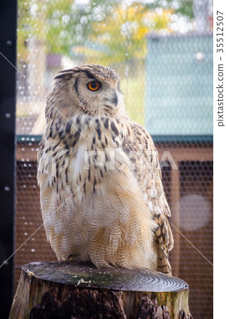 Eagle Misukazu 35512507